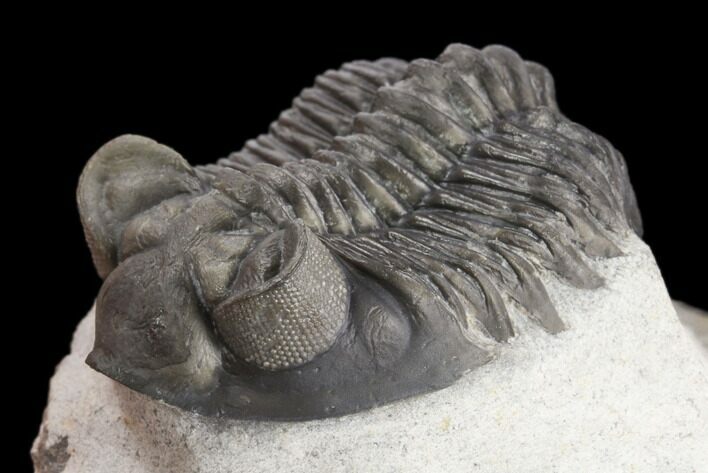 Coltraneia Trilobite Fossil - Huge Faceted Eyes #125241